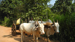 Bullock Cart rides in thekkady kerala