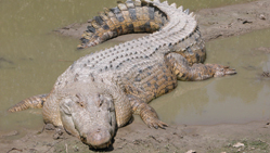 crocodile watching in Poovar Kerala