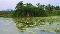 Vellayani-Lake-kovalam-kerala