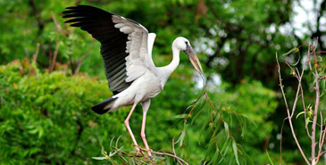 Kumarakom bird sanctuary in Kerala