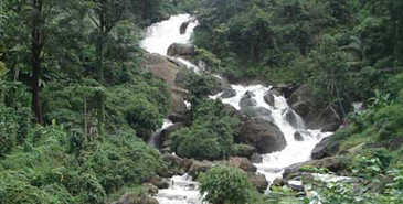 Kochi-munnar-Tour