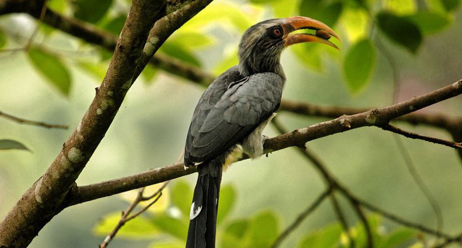 Thattekad Bird Sanctuary in Kerala