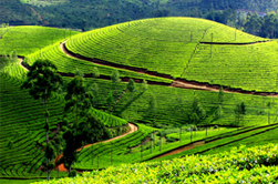 Munnar