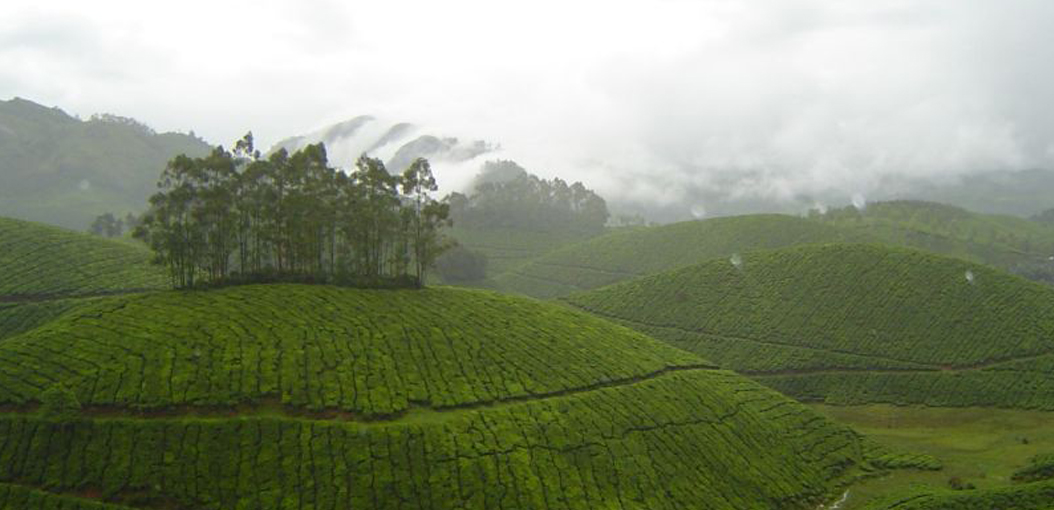 take photo in Munnar tea garden