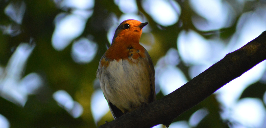 Kumarakom Bird Sanctuary