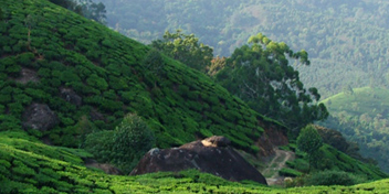 thekkady hill station